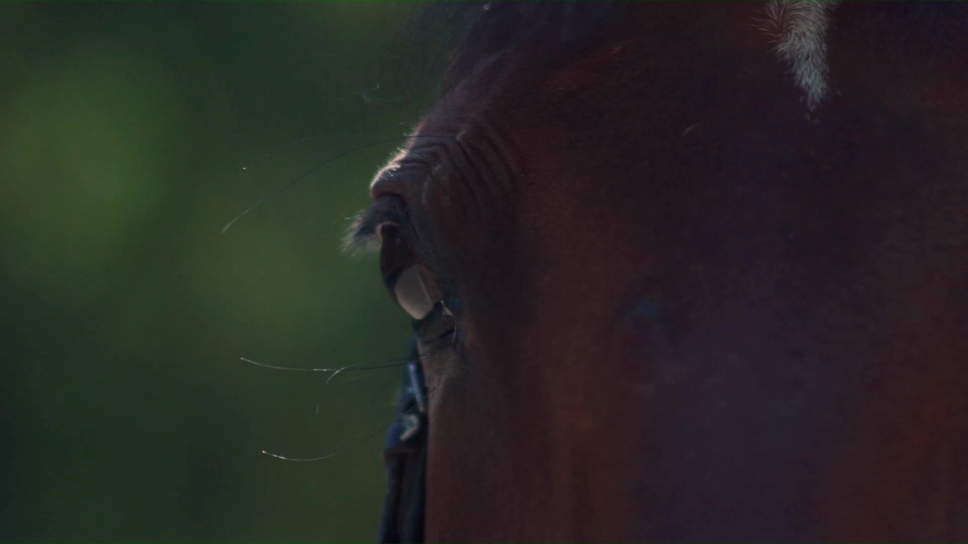 equiluxe-horse-video1_Moment